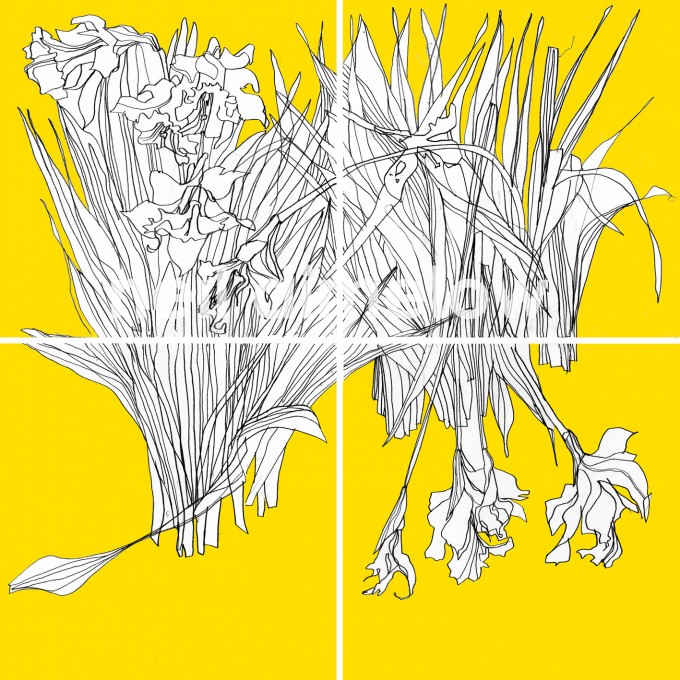 Crumpsall Daffodils